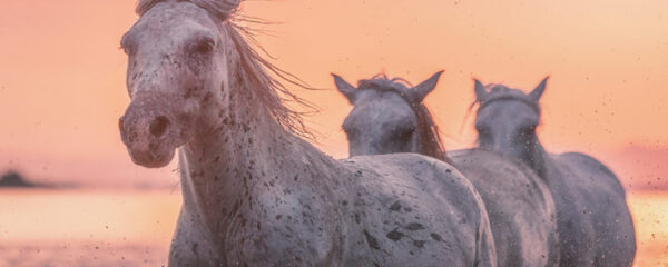 Ferien in der Camargue