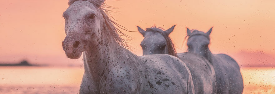 Ferien in der Camargue